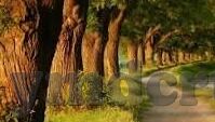 果冻传媒首页-探索果冻传媒的数字世界，创意与技术的完美融合